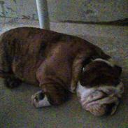 Engelsk bulldog #<33~~* Konrad *~~<33#