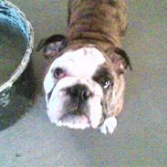 Engelsk bulldog #<33~~* Konrad *~~<33#