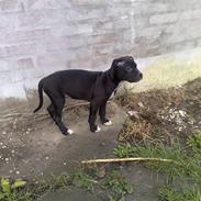 Amerikansk bulldog Balou