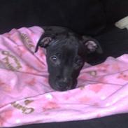 Amerikansk bulldog Balou