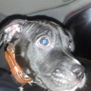 Amerikansk bulldog Balou