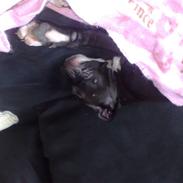 Amerikansk bulldog Balou