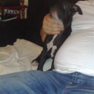 Amerikansk bulldog Balou