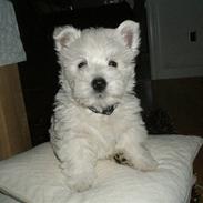 West highland white terrier Dirch 