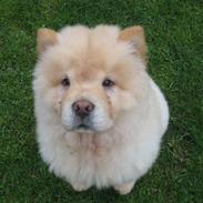 Chow chow Mille