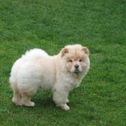 Chow chow Mille