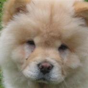 Chow chow Mille