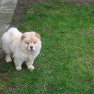 Chow chow Mille