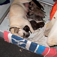 Bullmastiff Primadonna
