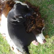 Engelsk springer spaniel Lady (Mary Pickford)