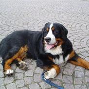 Berner sennenhund Santos