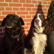 Engelsk springer spaniel Lady (Mary Pickford)
