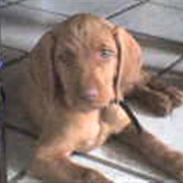 Ruhåret vizsla humlekroen´s frida