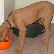 Ruhåret vizsla humlekroen´s frida