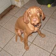 Ruhåret vizsla humlekroen´s frida