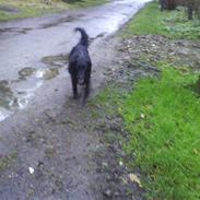 Flat coated retriever Mille