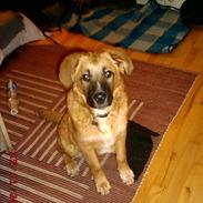 Blanding af racer rolf