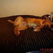 Blanding af racer rolf