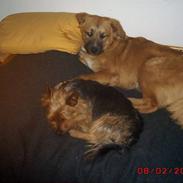 Blanding af racer rolf