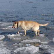 Blanding af racer lulu