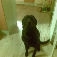 Labrador retriever caecer basse