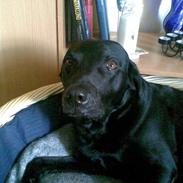 Labrador retriever caecer basse