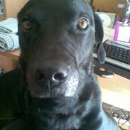 Labrador retriever caecer basse