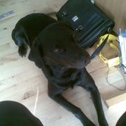 Labrador retriever caecer basse