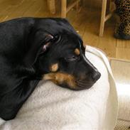 Amerikansk staffordshire terrier Zila