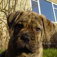 Bullmastiff NEWTON