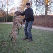 Bullmastiff NEWTON