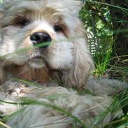 Amerikansk cocker spaniel Buddy