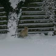 Cairn terrier Carla