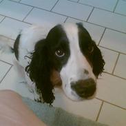 Cocker spaniel Norma