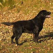 Labrador retriever Taslas little CloudDancer