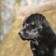 Labrador retriever Taslas little CloudDancer