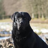 Labrador retriever Taslas little CloudDancer