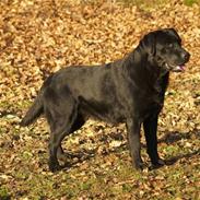 Labrador retriever Taslas little CloudDancer