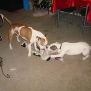 Amerikansk staffordshire terrier herman