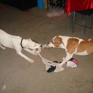 Amerikansk staffordshire terrier herman