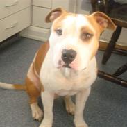 Amerikansk staffordshire terrier herman