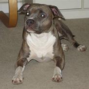 Amerikansk staffordshire terrier Afroditte