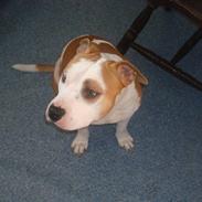 Amerikansk staffordshire terrier herman