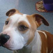 Amerikansk staffordshire terrier herman