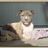 Amerikansk staffordshire terrier Afroditte