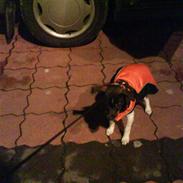Dansk svensk gaardhund Hanibal