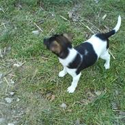 Dansk svensk gaardhund Hanibal