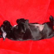 Staffordshire bull terrier Kess