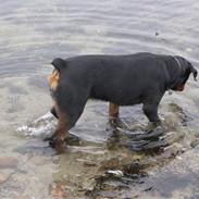 Rottweiler NOVA *himmelhund*