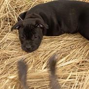 Staffordshire bull terrier Kess